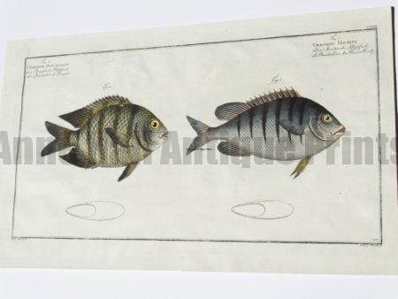 Chaetodon Bengalensis Mauritii