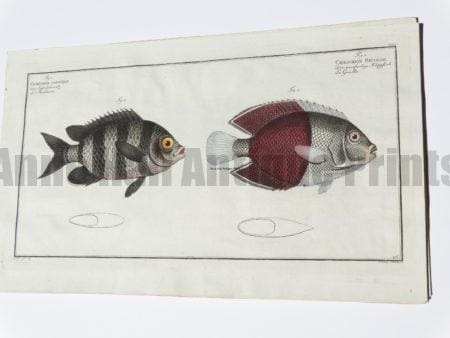 Chaetodon Bicolor Butterflyfish