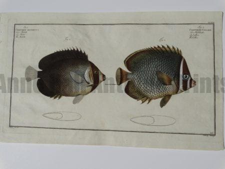 Chaetodon Collare Butterflyfish