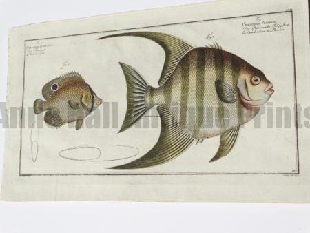 Chaetodon Plumiere Curacoo Angelfish