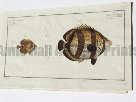 Chaetodon Striatus Banded Butterflyfish