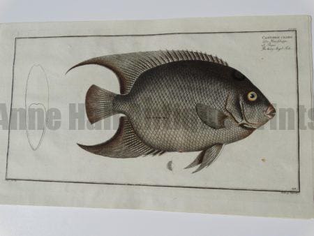 Chaetodon ciliaris Angel Fish