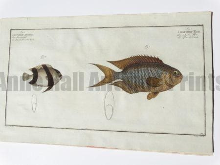 Chaetodon pavo Sapphire damselfish