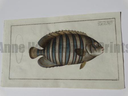 Chatetodon fasciatus Elieser Bloch