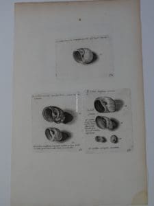 Cochlea Shell Engraving Lister566, is in black and white.