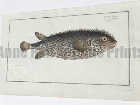 Diodon Atinga Porcupine Puffer
