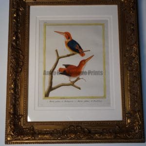 Stunning watercolor kingfishere engraving