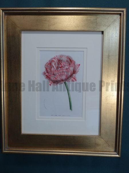 Highly detailed watercolor lithograph of candy striped tulip.