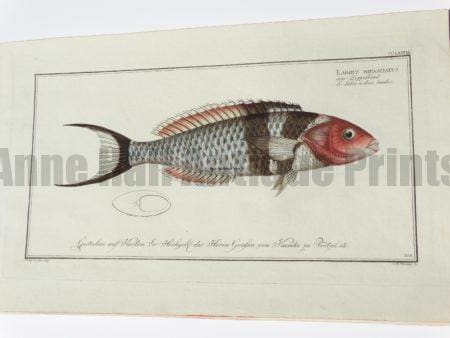 Labrus bifaasciatus Bluehead Wrasse