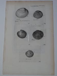 Lister Sea Shells engraving, plate287 represents 5 types of clams.