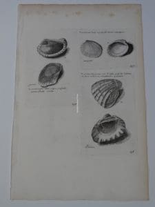 Lister shell engraving 238 would look fabulous on a long narrow wall, in an oceanside home.