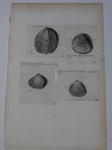 Lister shell engraving 334, is perfect art for modern homes, yet 250 years old.