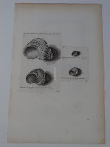 Lister shell engraving 648, perfect for a modern oceanside homes decor.