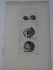Lister trochus planior 636 is an Indonesian Pacific Mullusc.