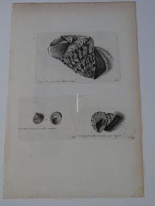 Beautiful rare engraving of trochus seashells by Lister, from 1770.