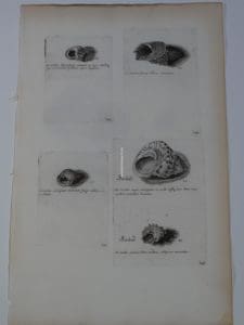 Decoraative antique engravings of trochus shells, plate 646 by Lister.