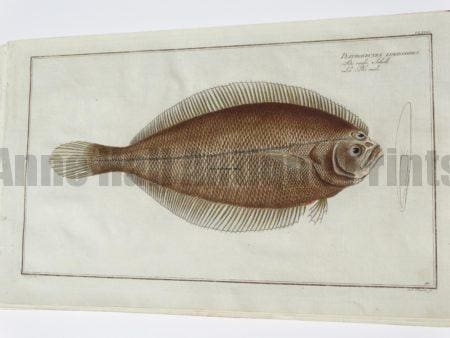 Pleuronectes Limandoides Flounder
