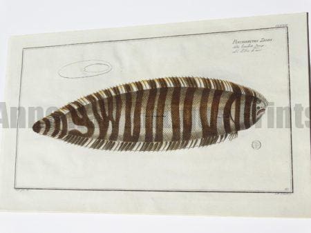 Pleuronectes Zebra Sole