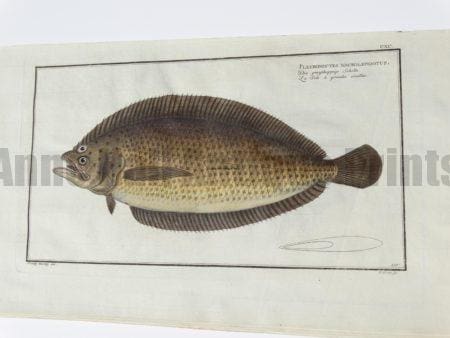 Pleuronectes macrolepidotus Spotted Sole