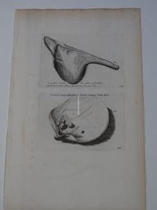 Beautiful black and white engraving of seashells, 18th century, pearl in clam shell.