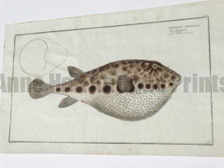 Tetrodon Spengleri Bandtail Puffer