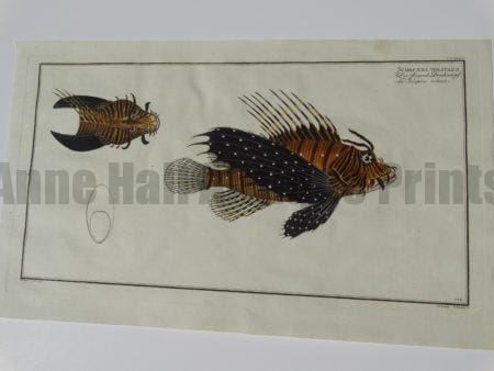 elieser bloch fish engravings scorpaena volitans