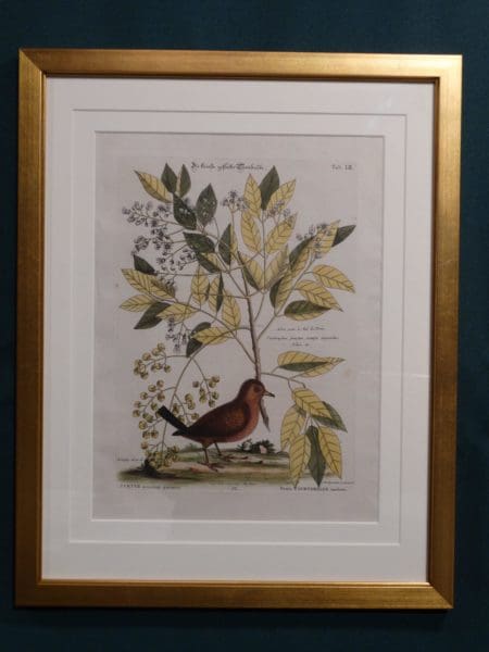 Ground dove or wren, by Mark Catesby, published 1748-1778.