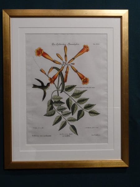 Framed in smooth gold leaf, hummingbirds with trumpet flower, Cateby Seligmann engraving.