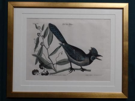 Mark Catesby, Blue Jay engraving in mint condition, archival picture framing. 