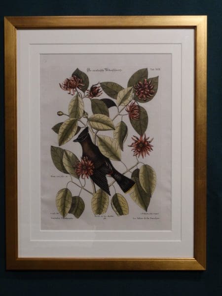 Archivally framed antique bird engraving, Dr. Seligmann and Mark Catesby, Cedar Waxwing.