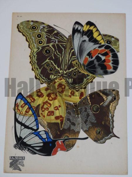 Emile Allain Seguy Papillons 15