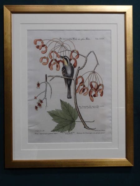 Mark Catesby engravings are famous because they are early American birds, sighted & recorded.