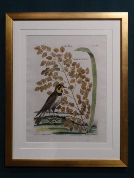 18th century antique, engraving, meadow lark and foliage, Mark Catesby.