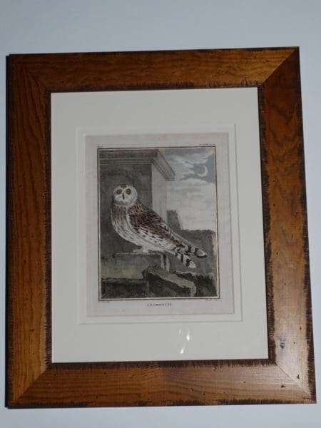 Antique owls engraving souced from Compte de Buffon's Histoire Naturelle