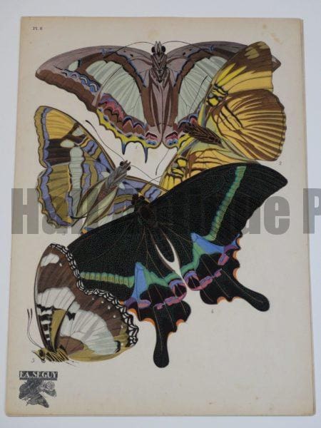 Seguy Insectes Papillons Plate8