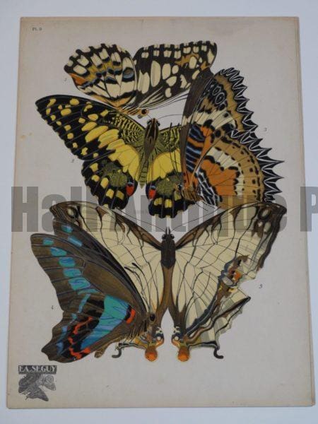 Parisian Deco Butterfly