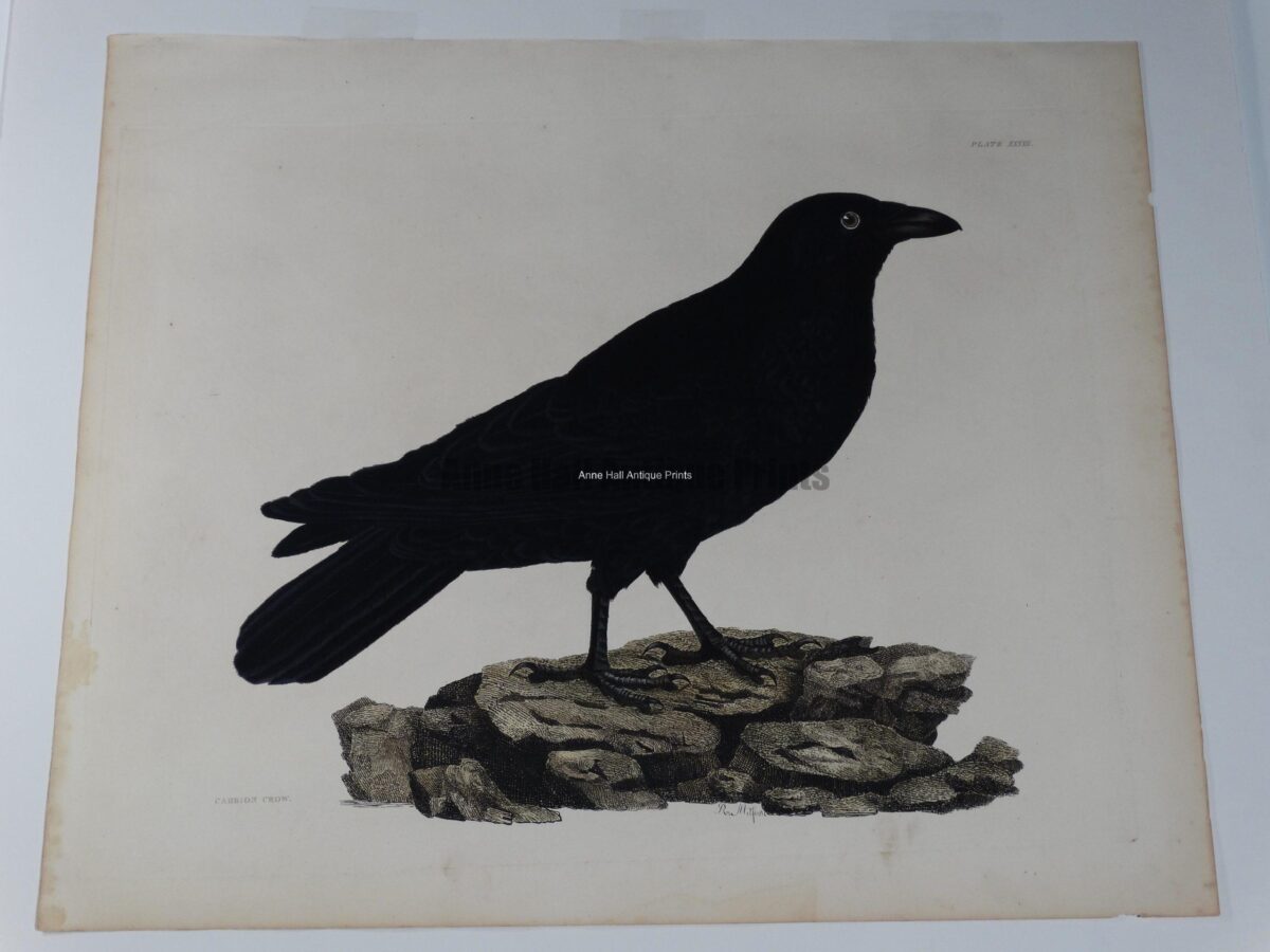 19th century watercolor crow