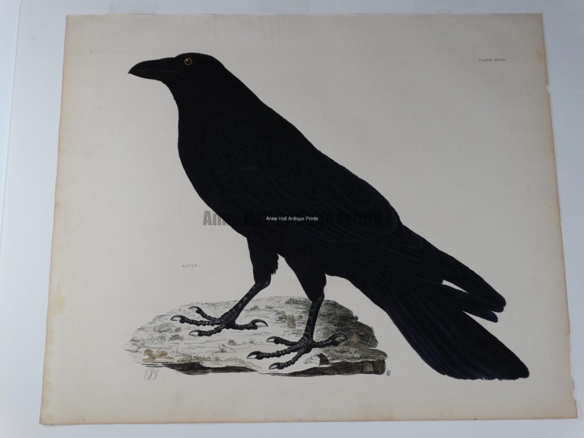 19th century watercolor raven