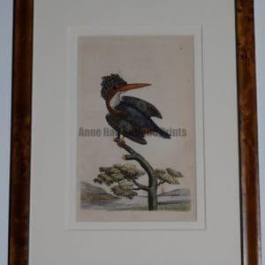 Framed Kingfisher Engraving