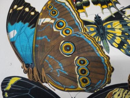 Find galleries of decorative antique prints. Antique lithographs-hand colored engravings with an emphasis on nature and history.
