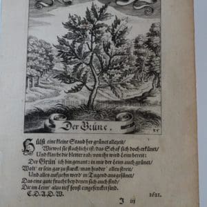 17th Century Oak Tree35
