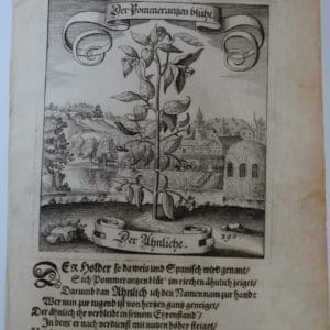 17th Century Pomegranate Shrub390