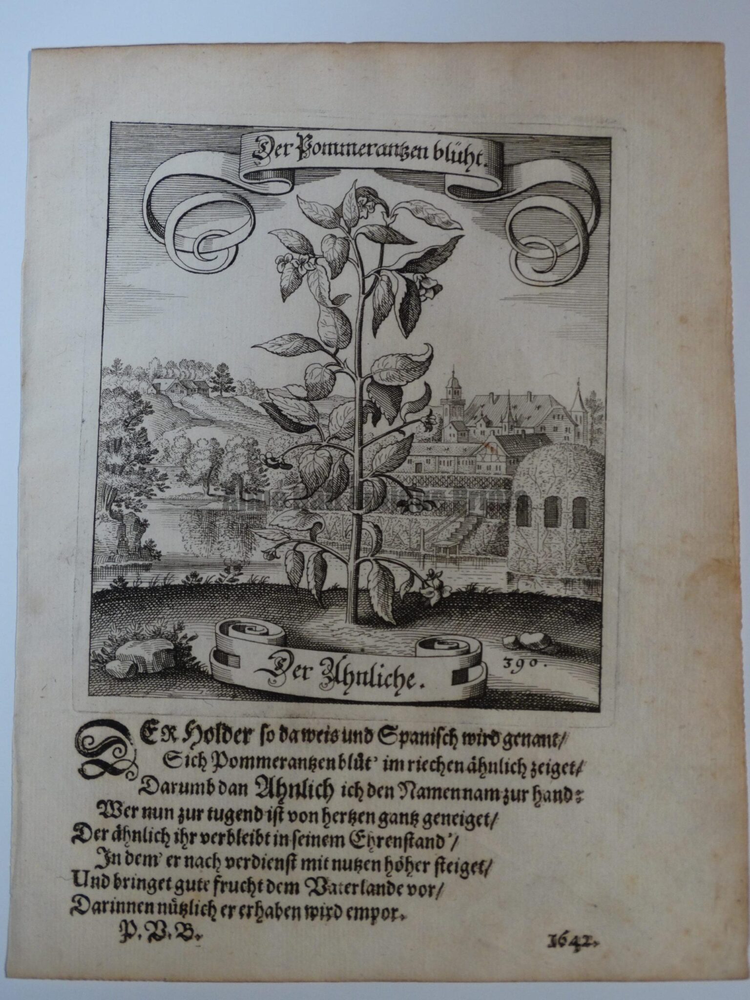 17th Century Pomegranate Shrub390