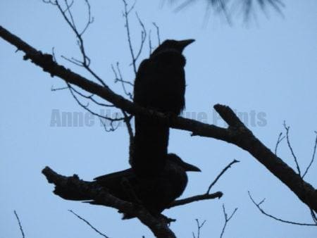 About Anne Hall & Mark Brady of Anne Hall Antique Prints: We love nature. Photo by Anne, Marks two trained ravens that have been coming for years, for hardboiled eggs.