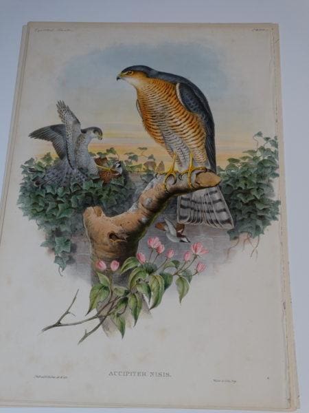 Accipiter Nisis Eurasian sparrowhawk.  Hand colored lithograph published for John Gould's Birds of Great Britain, c.1860.  See photo there is foxing. 