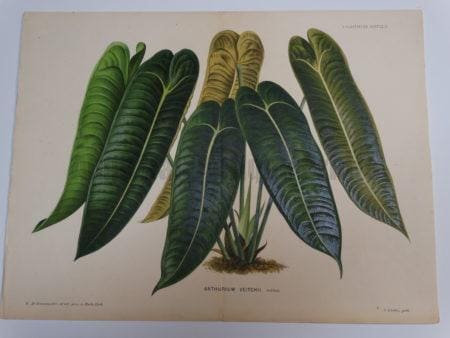 Anthurium Veitchii
