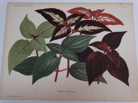 Wine colored leaved houseplants.