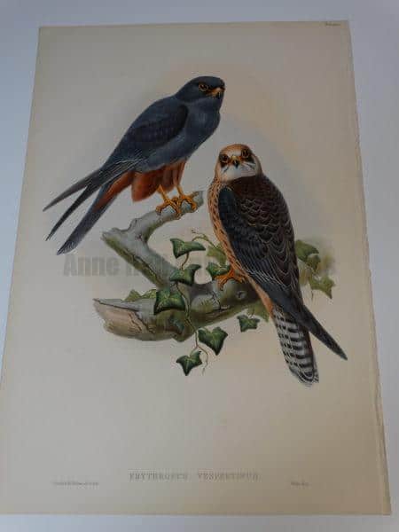 Erythropus Verspertinus Orange Legged Hobby.  A stunning John Gould water colored lithograph for Birds of Great Britain and measuring 14 1/2 x 21 1/2"  