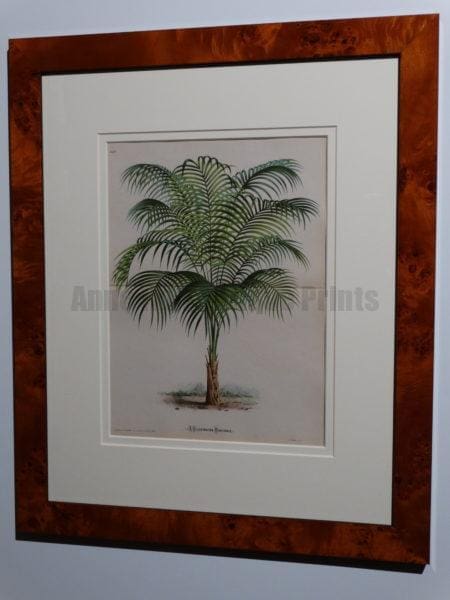 decorative palm art burl  frames