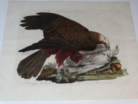 Marsh Harrier Milvus Aruginosus 1170-1829  Cornelius Nozeman Christian Sepp & Martin Houttyn Nederlandsche Vogelen.  Water colored copper plate engraving on hand made hand laid linen rag, Double folio, centerfold.  21 1/2 x 27"  $750.